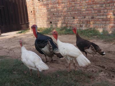 turkey bird