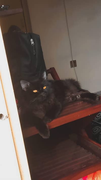 Persian cat for adoption and sale