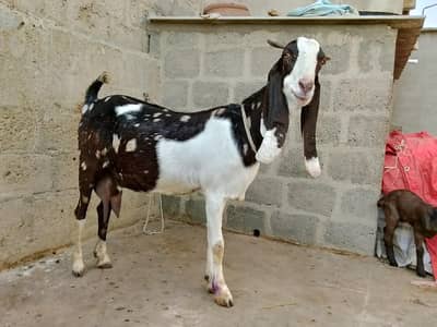 Kamoori Bakri with Male Female Kids