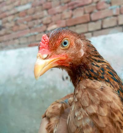 peli lakhi neli ankho ma full active madi khaprale nalio ma