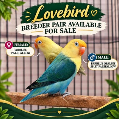 Lovebird Breeder Pair | Parblue Palefallow | Cage + Box Available