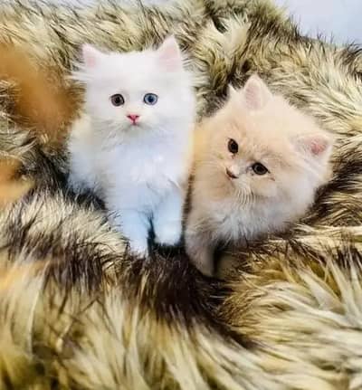 Persian kitten for urgent sale triple cod WhatsAp o/3/4/o/1/4/3/o/o/37