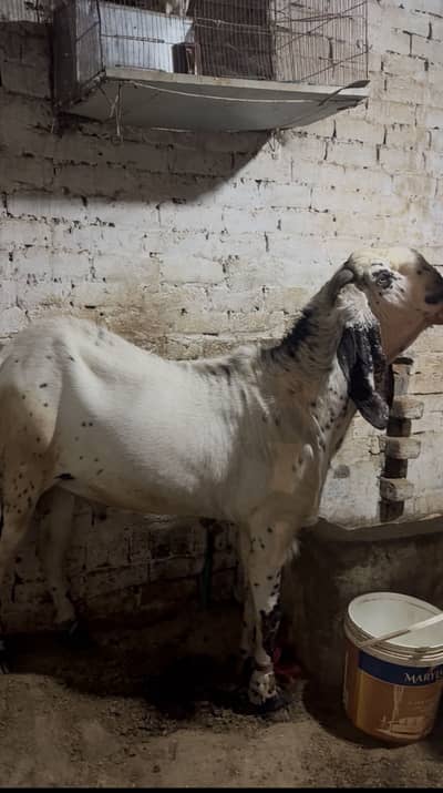 bakra / bakri / rajanpuri / makhi cheena / goat / sheep / kajla