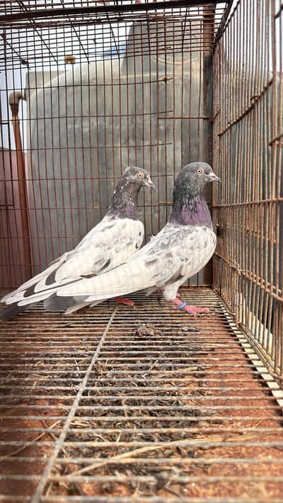 Teddy breeder pairs for sale