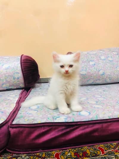 Persian kittens for sale 7999 only