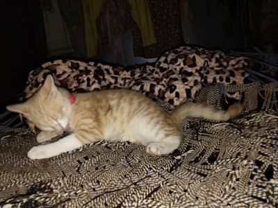 Persian cat