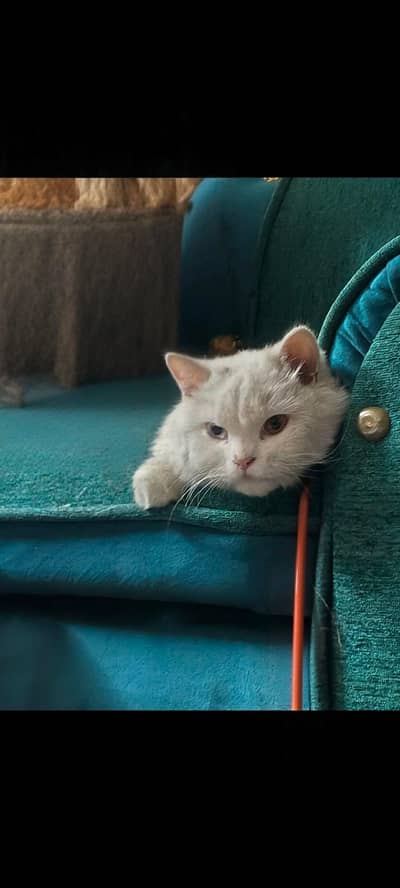 CAT FOR SALE : PERSION CAT MALE