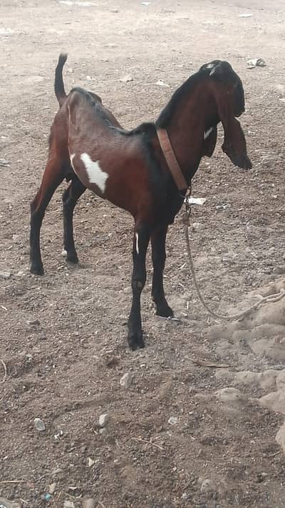 nagra breeder 03142274405