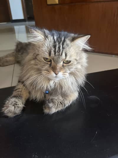 Persian cat (female) ( triple far )