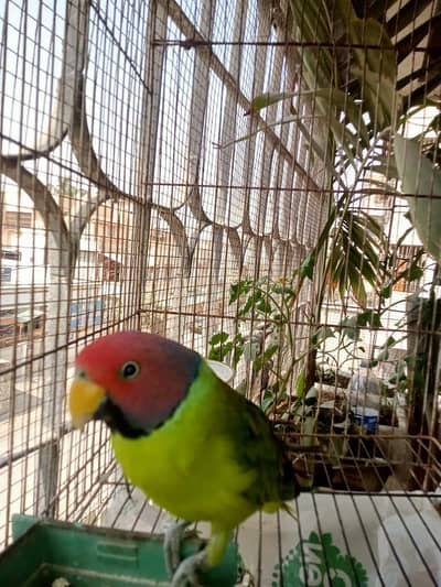 Plum head Parrot male for 9000