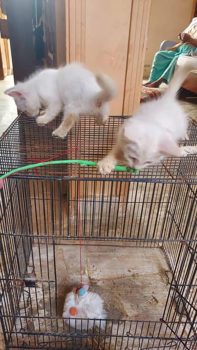 kittens for sale Karachi
