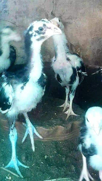 mushka aseel chicks