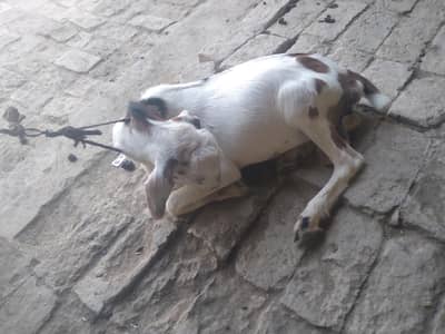 bakra