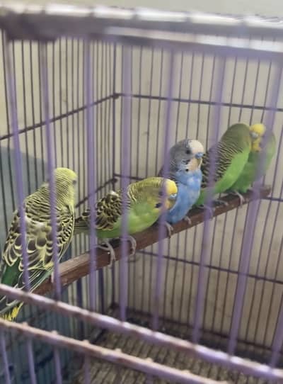 Healthy budgies and love birds for sale