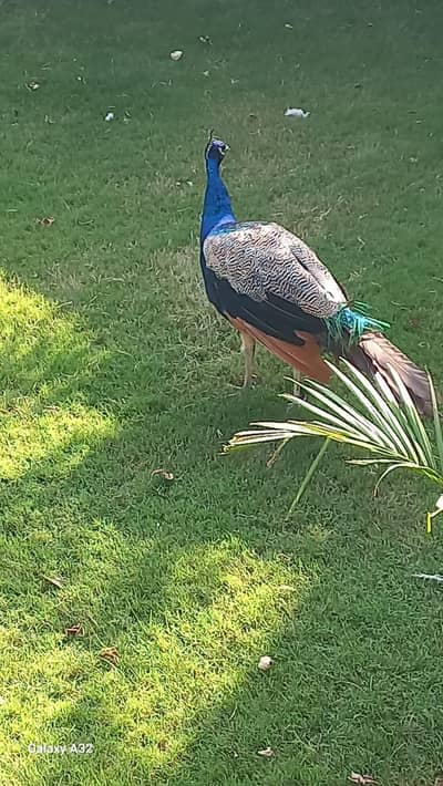 peacock