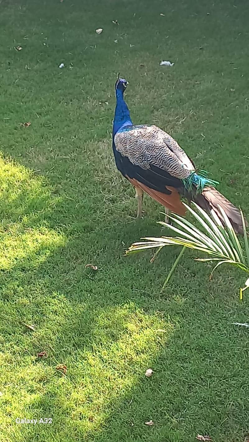 peacock 0