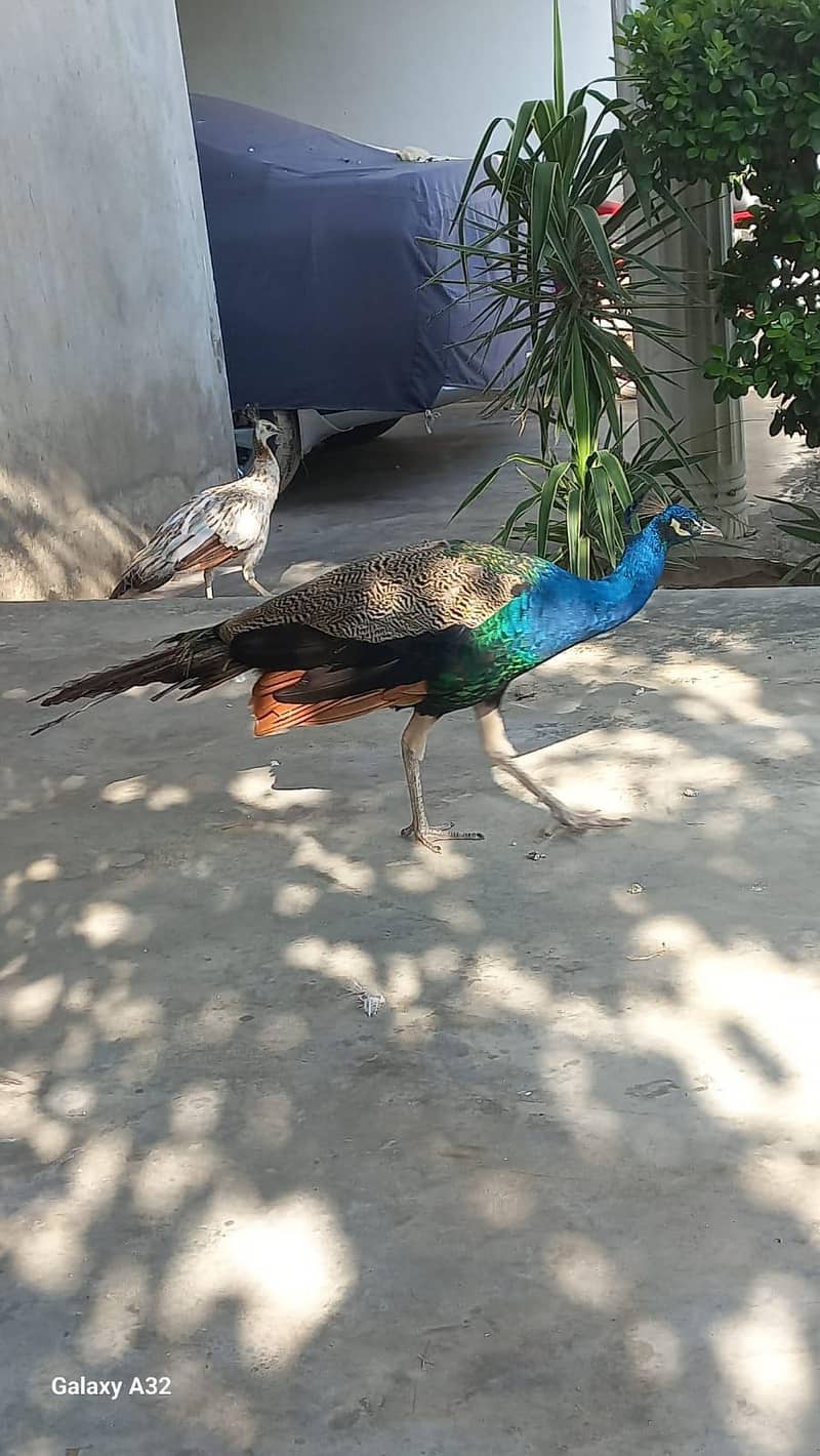 peacock 1