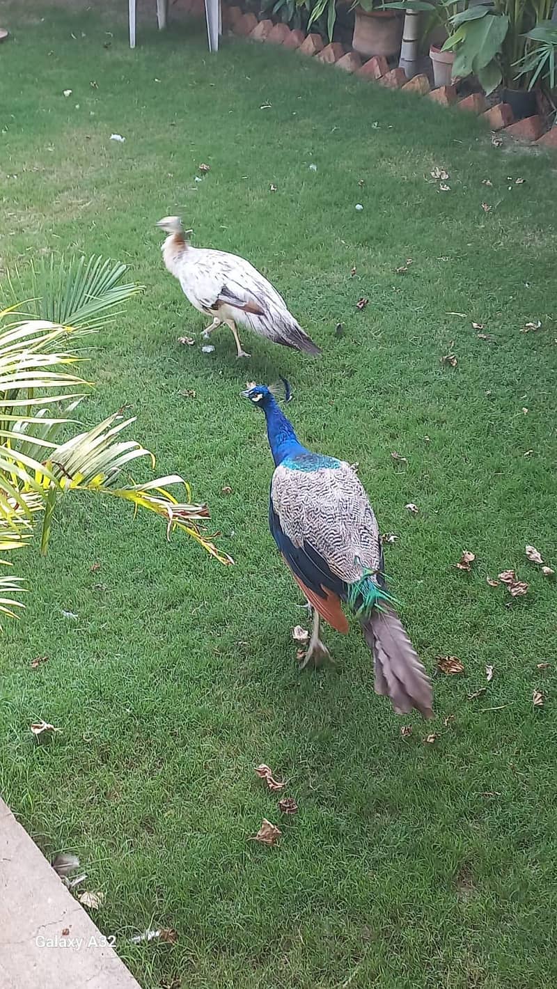 peacock 2