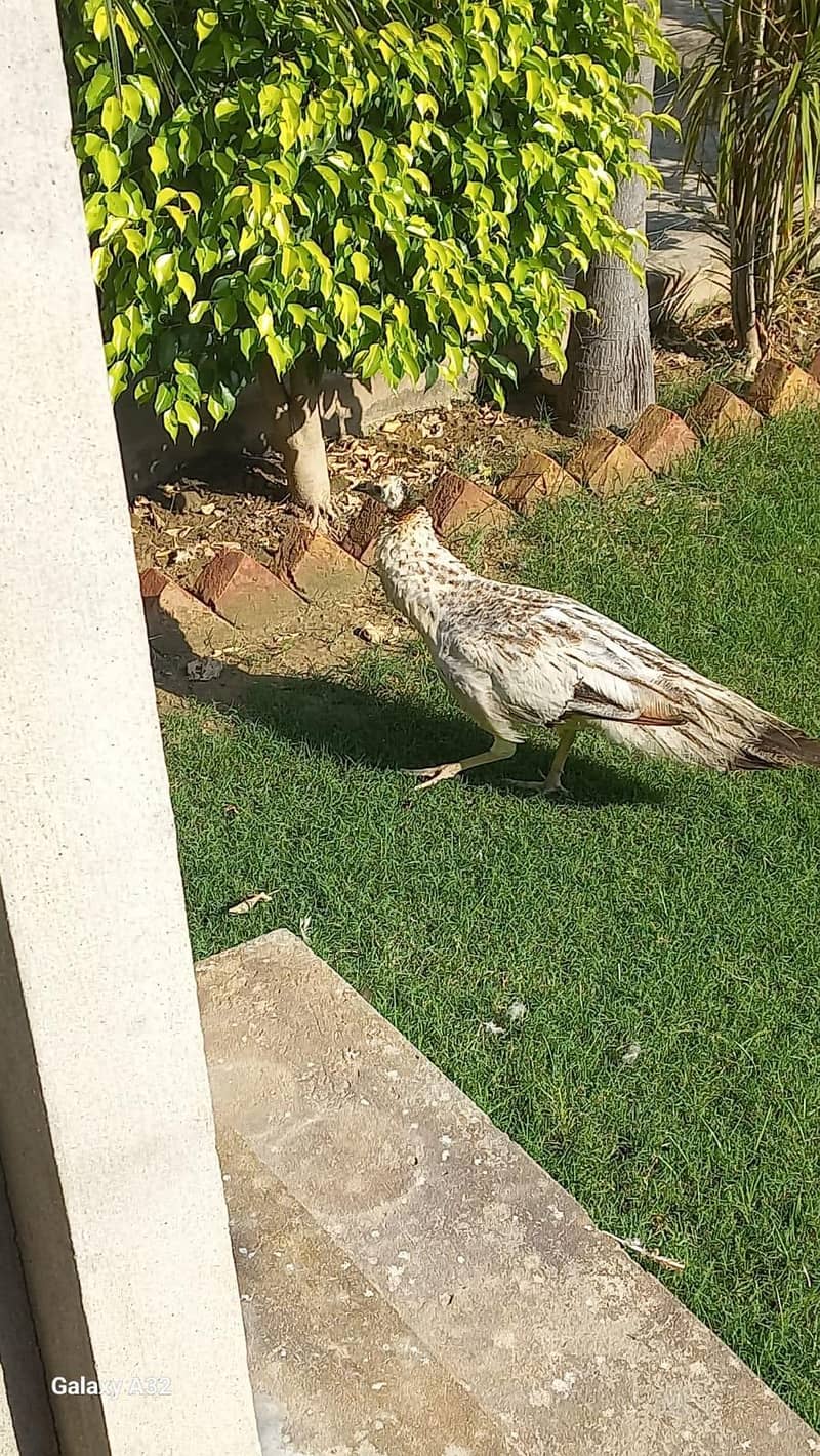 peacock 3