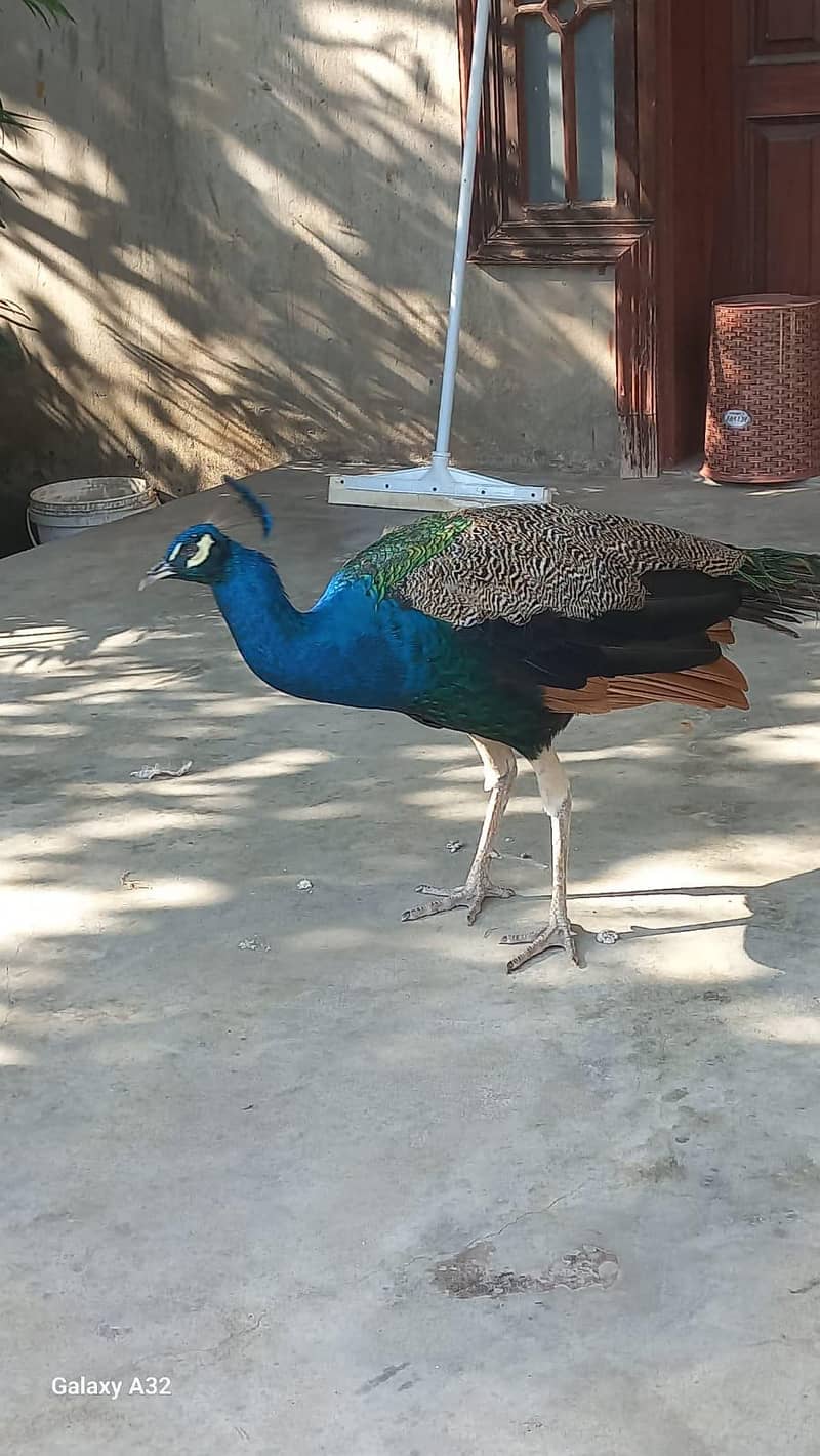 peacock 4