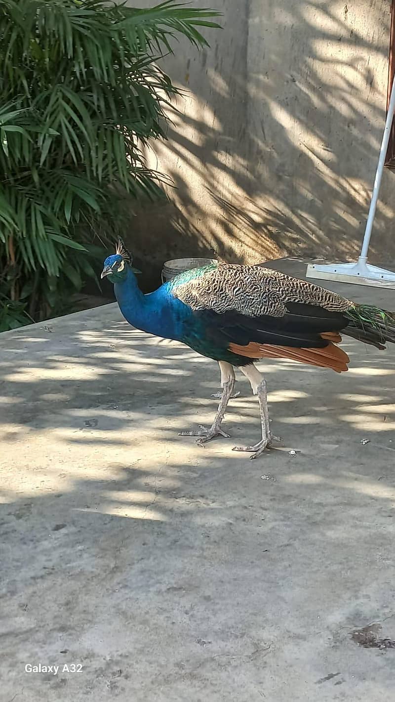 peacock 5
