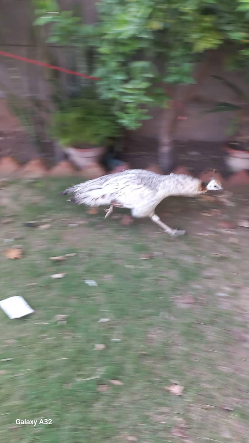 peacock 6