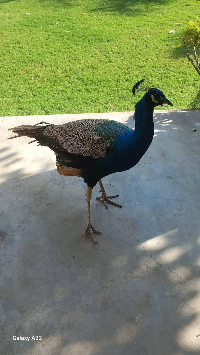 peacock 7