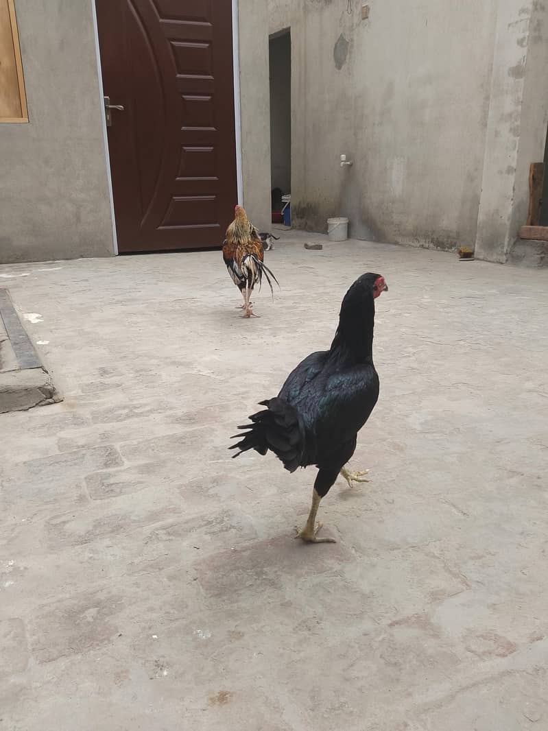 Aseel Pair 4