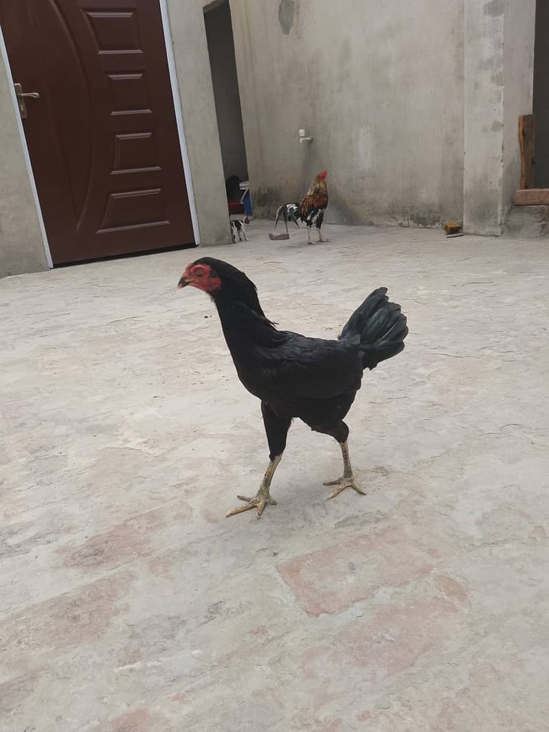 Aseel Pair 5