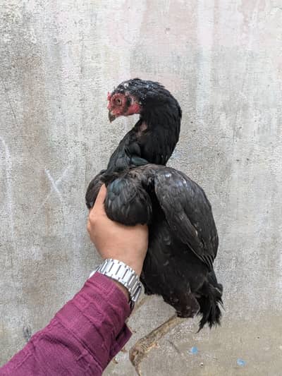 Aseel Lasani Madi (murghi) for sell.