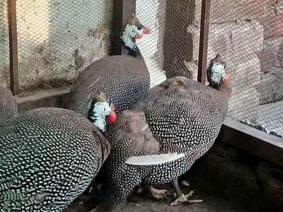Titriyan for sale