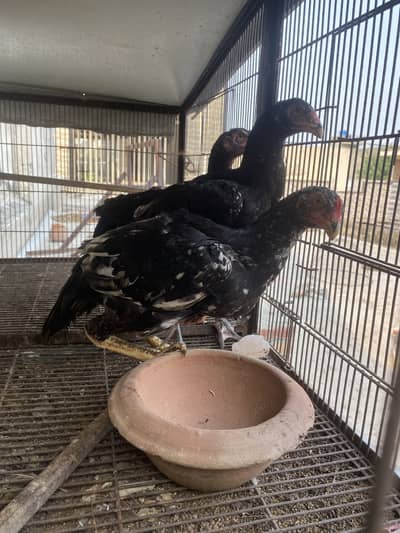 Shamo Croos chicks