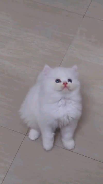 Persian kitten for urgent sale triple cod WhatsAp o/3/4/o/1/4/3/o/o/37