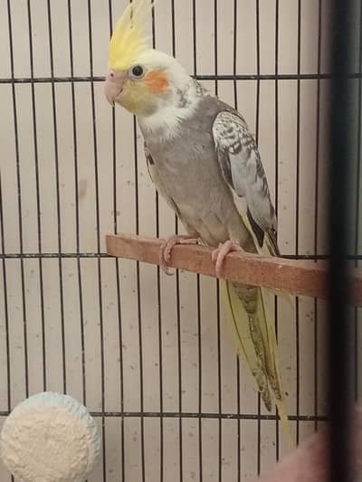 pearl cockatiel forsale