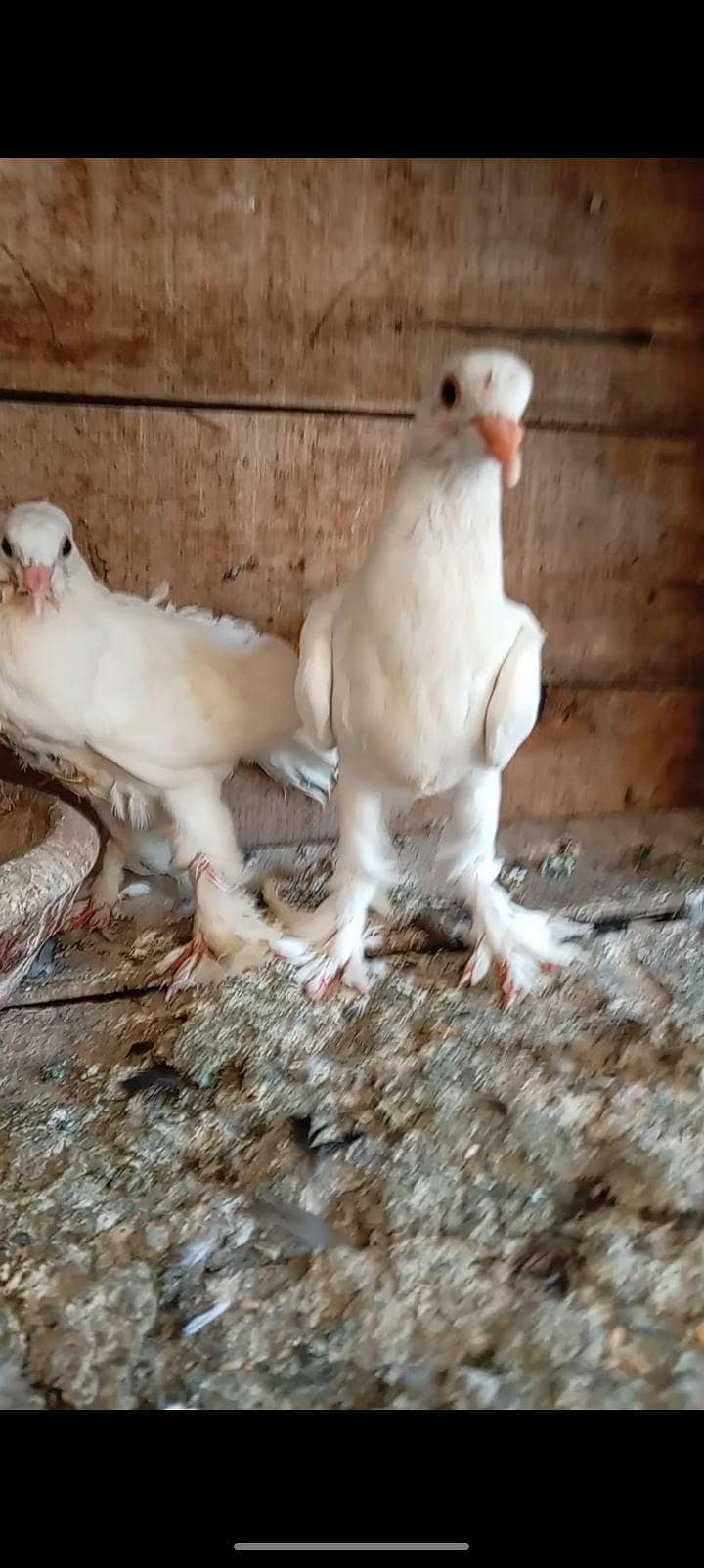 Pomorian Chix pair 0