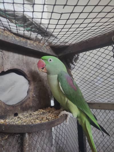raw parrot