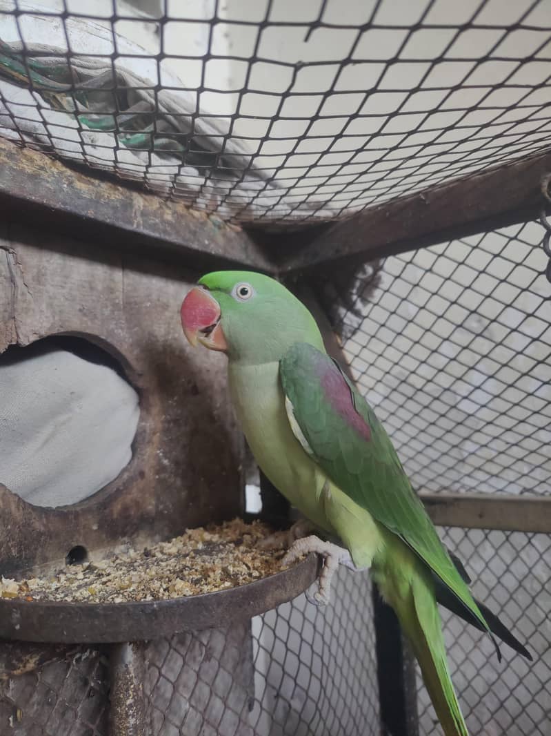 raw parrot 0