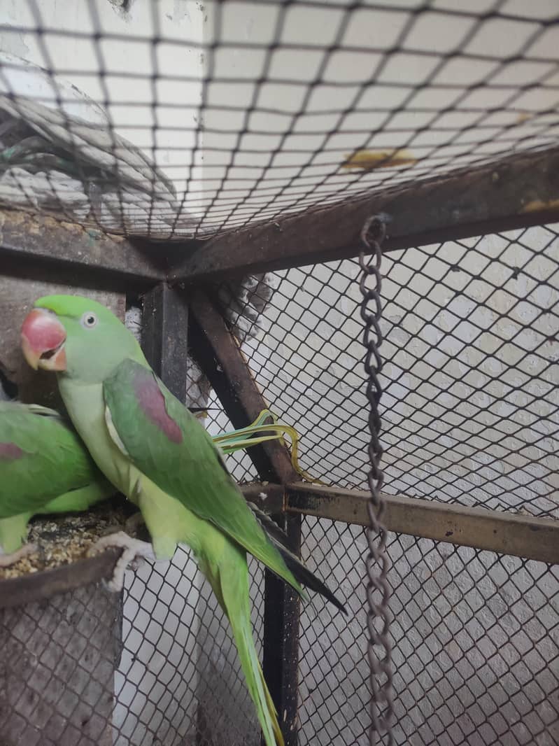raw parrot 1