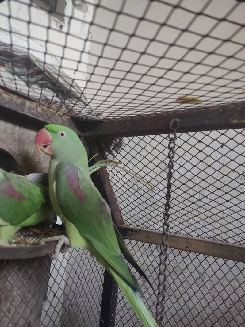 raw parrot 2
