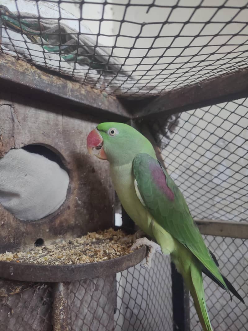raw parrot 3