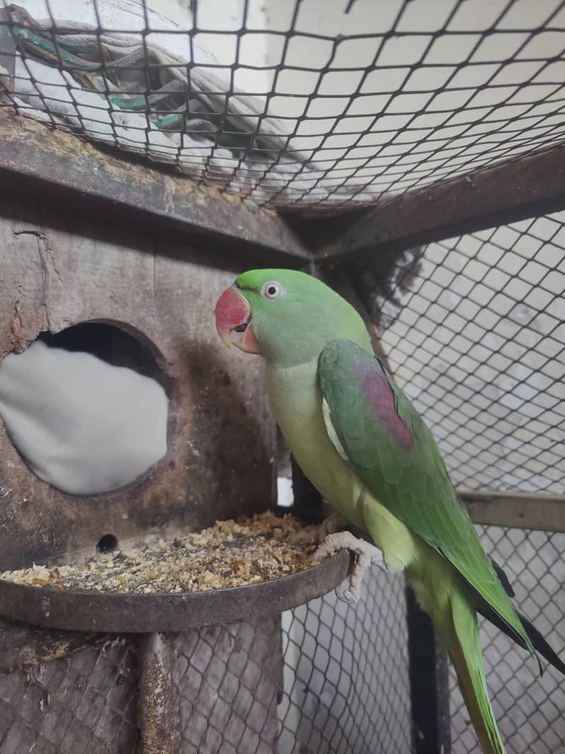raw parrot 4