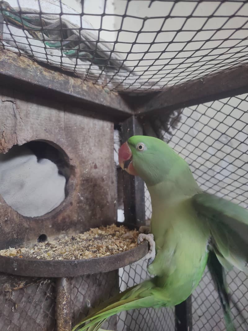 raw parrot 5