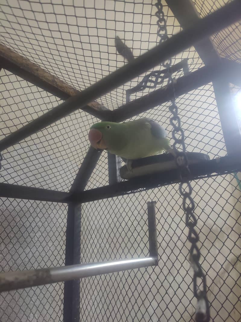raw parrot 6