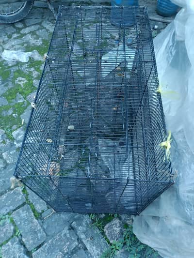 Birds Cage