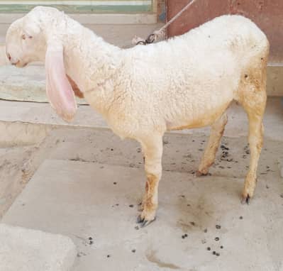 Larkana dumba