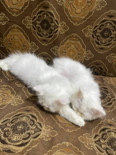 Persian cats triple coated pair