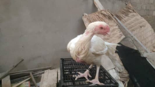 parrot beak female