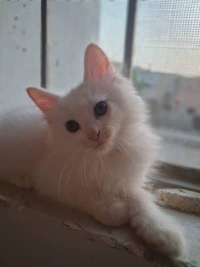 Persian kitten