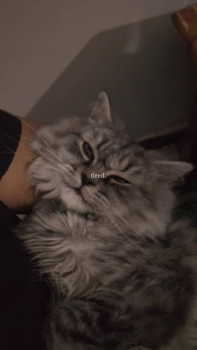 Persian cat named (Baggu) fully vaccinated and with accessories