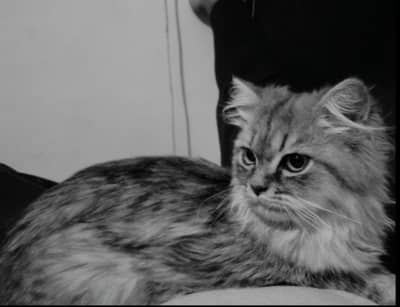Persian cat named (Baggu) fully vaccinated and with accessories